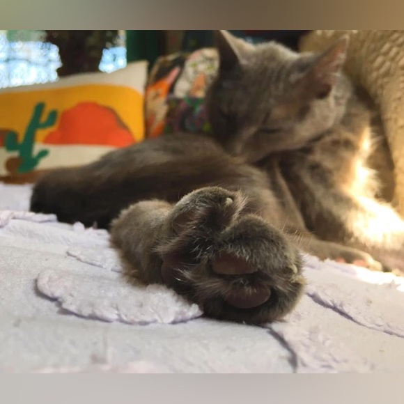 Meet your Posher, Sheena - Picture 6 of 16